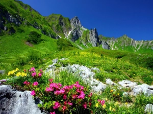 Azaleas, rhododendron, Meadow, flourishing, mountains