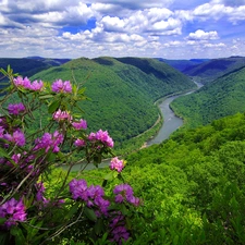 Mountains, flower, rhododendron, River