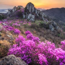 Flowers, rhododendron, Mountains, rocks, Sunrise