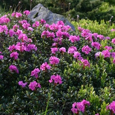 rhododendron, Meadow, Stone