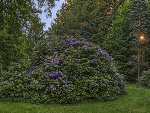 rhododendron, trees, Path, viewes, Park, Rhododendron, rays of the Sun