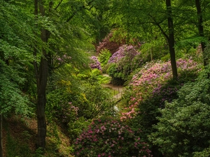 Rhododendrons, Rhododendron, trees, viewes, Park