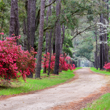 viewes, Rhododendron, Way, trees, Park