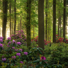 viewes, forest, Rhododendron, Rhododendrons, Bush, trees
