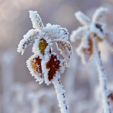 Frost, Twigs, rime, Leaf