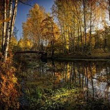 viewes, autumn, River, bridge, birch, trees