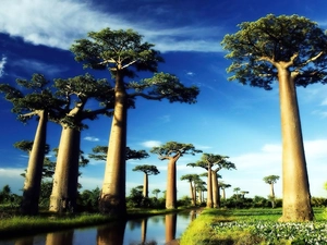 river, Baobabs, by