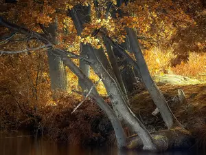 oaks, River, trees, viewes, autumn