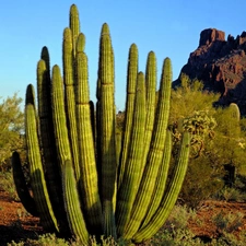 rocks, Cactus, Bush