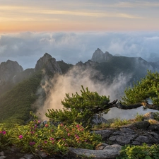 pine, Wolchulsan Mountains, Sunrise, South Korea, Fog, rocks