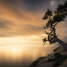 sea, pine, Sunrise, rocks