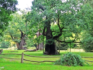 Rogalin, old, oaks