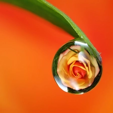 leaf, Rosy, rose, droplet