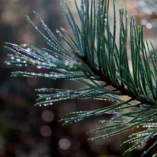 Rosy, trees, pine, drops, branch