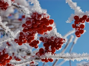 rowan, frosty, Fruits