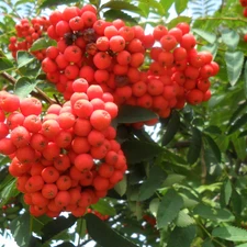 rowan, Mature, Grapes