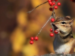trees, rowan, squirrel, Spadefoot, Chipmunk