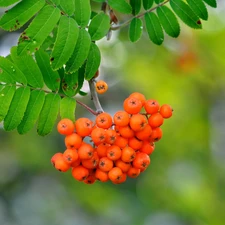 twig, rowan