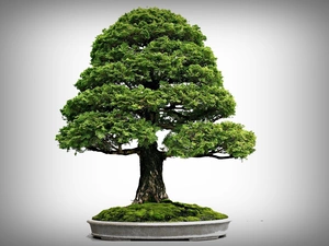 sapling, Bonsai