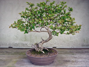 sapling, Bonsai