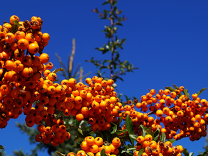 glimmer, Fruits, Sky, scarlet