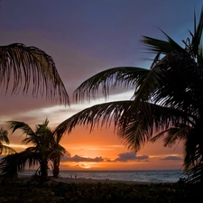 sea, Palms, Beaches