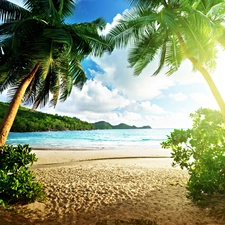 sea, Palms, forest