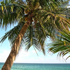 Palm, sea
