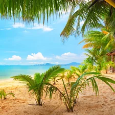 sea, Tropical, Palms, Home, Beaches