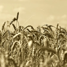 corn, sepia