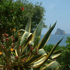 Cactus, Panarea, Sicilia, sea