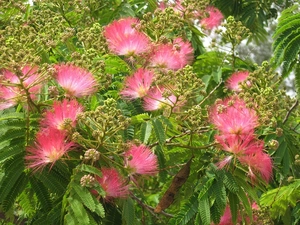 silky, Blossoming, Albizia
