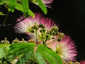 Albizia, Flowers, Leaf, silky