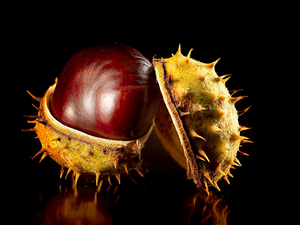 chestnut, Black, background, skin