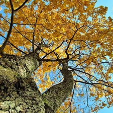 autumn, Leaf, Sky, maple