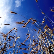 Sky, wheat, Blue