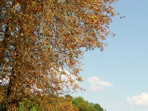 clouds, Sky, chestnuts, Leaf, trees