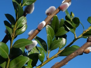 green ones, database, Boxwood, Twigs, Willow, Leaf, Sky