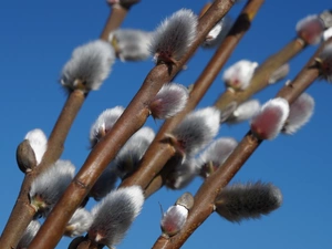 Blue, Sky, database, Twigs, Willow