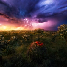 Sky, Desert, lightning, Storm, Cactus