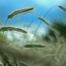 Sky, corn, Ears