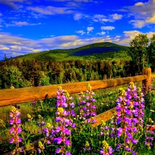 Fance, forest, Sky, Flowers