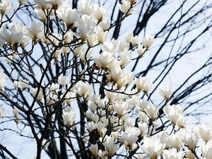 Twigs, Sky, Flowers, Magnolia, White