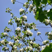 Sky, Bush, jasmine