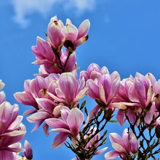 Sky, Flowers, Magnolia
