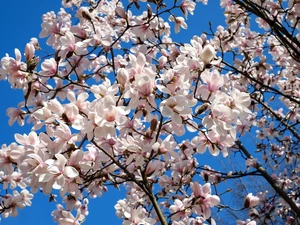 Sky, Twigs, Magnolia