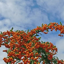 Bush, Fruits, Sky, Sea Buckthorn