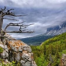 Clouds, woods, dry, rocks, Mountains, Sky, trees