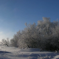 Trees, snow, Sky, Bush