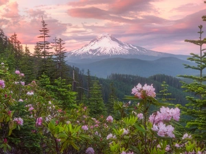 Flowers, woods, trees, Sky, Mountains, rhododendron, viewes